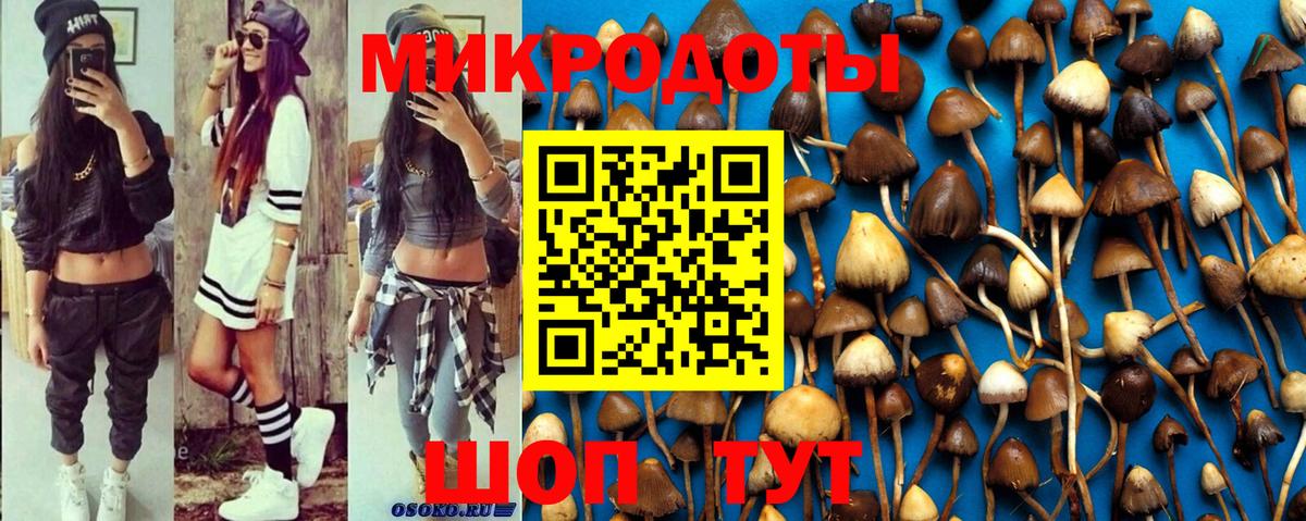 Псилоцибиновые грибы Psilocybe Салехард